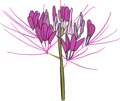 Cleome spider flower