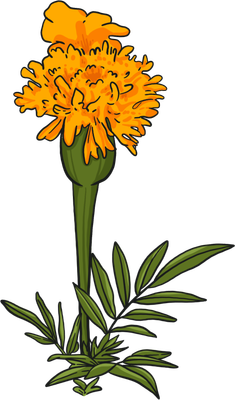 Tall Orange Marigold