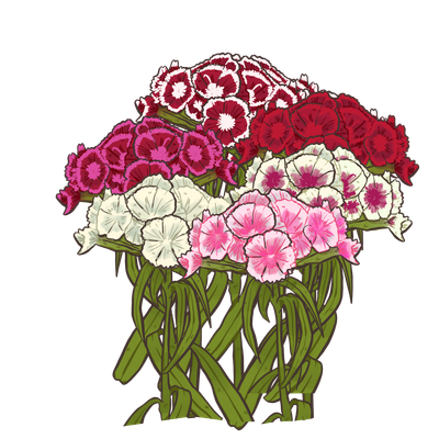 Sweet William Flower