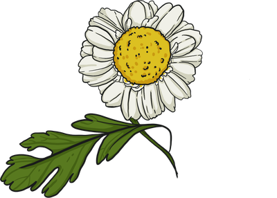 Feverfew