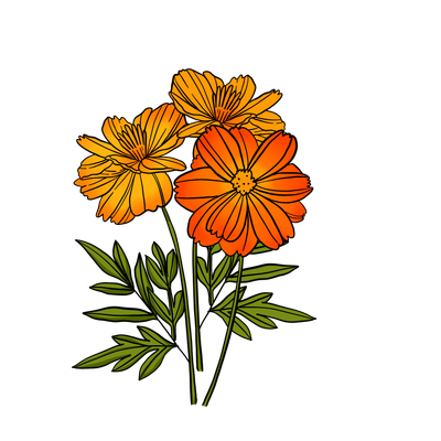 Sulfur Cosmos Flowers