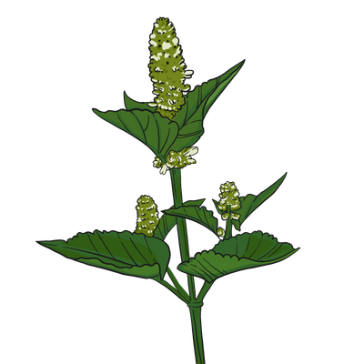 White Anise Hyssop