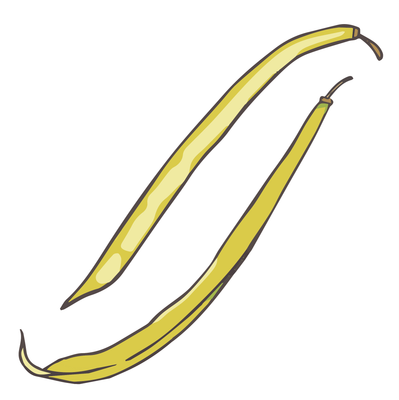 Seneca Hodson Silverwax bean