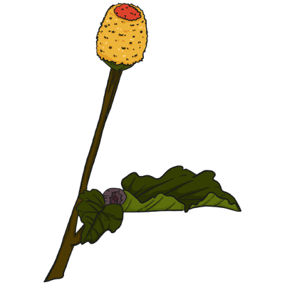 Toothache Plant - Spilanthes