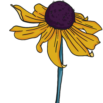 Black Eyed Susan