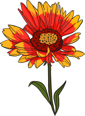 Blanket Flower