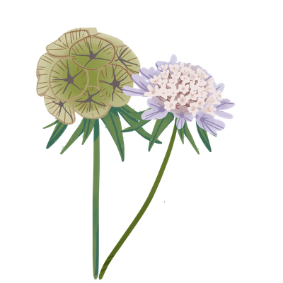 Scabiosa Stellata Starflower