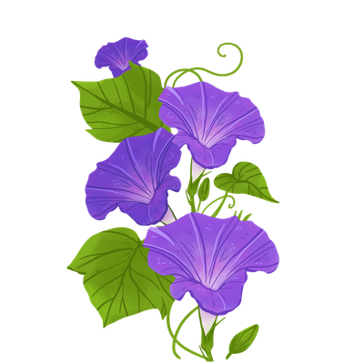 Pompeo's Purple Morning Glories