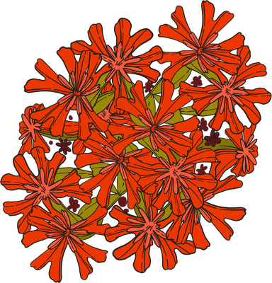Jerusalem or Malta Cross flower