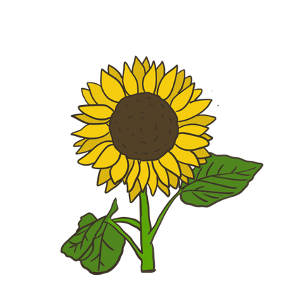 Mixed Sunflower