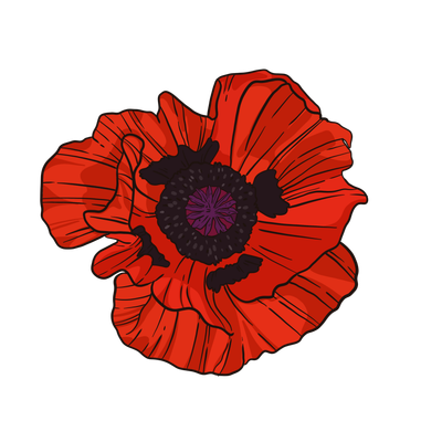 Oriental Poppy - Beauty of Livermere