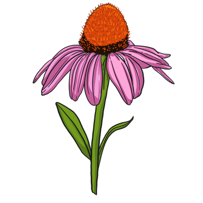 Echinacea