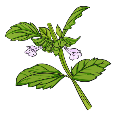Lemonbalm