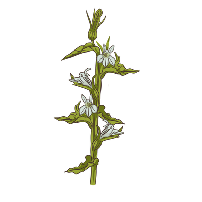 Beardtongue foxglove