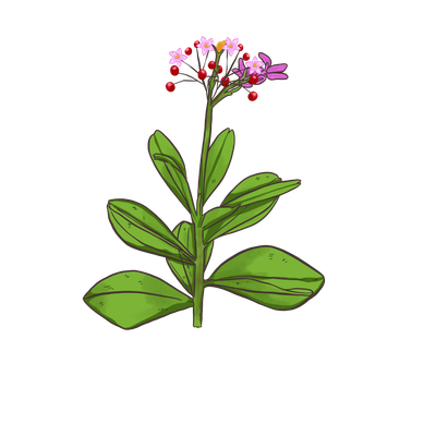 Java Ginseng