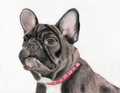 custom colored pencil drawing of a frenchie by markuslovidoves arts and crafts