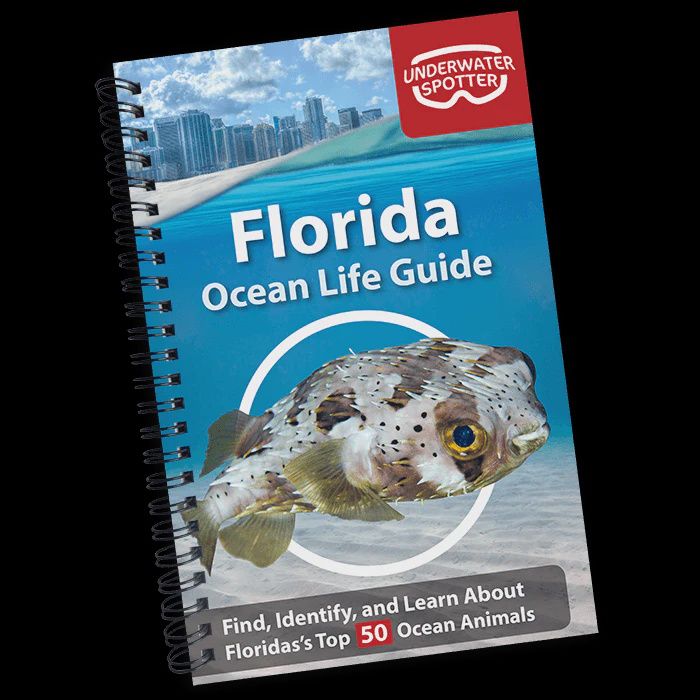BK Florida Ocean Life Guide