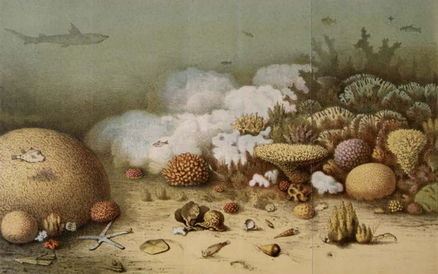 First Underwater Artist Postcard