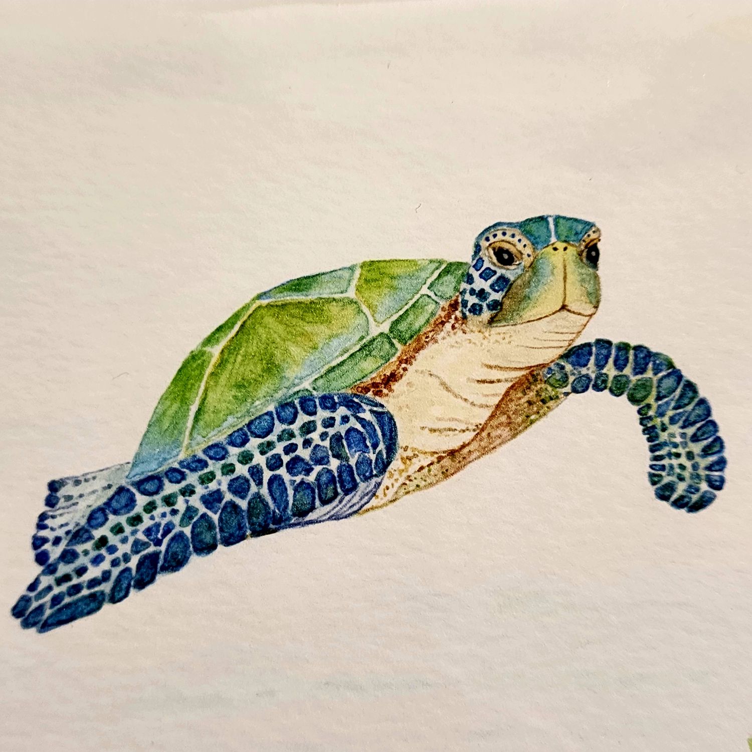 Card Sea Turtle Front View