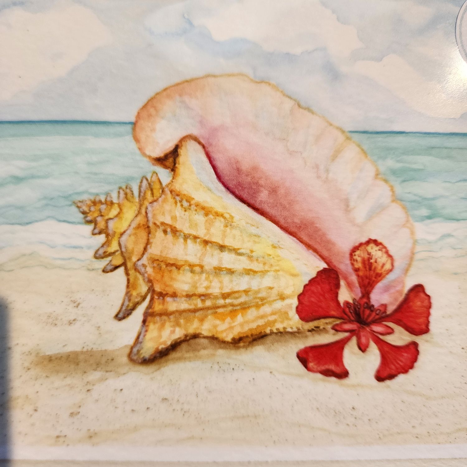Card Queen Conch w/Hibiscus
