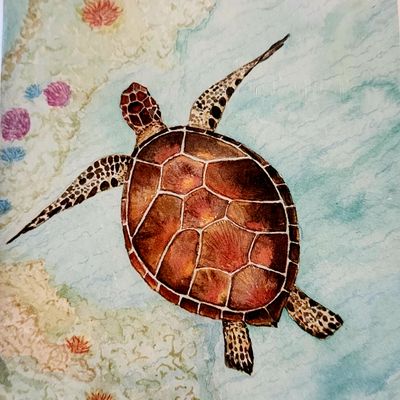 Card Turtle Reef