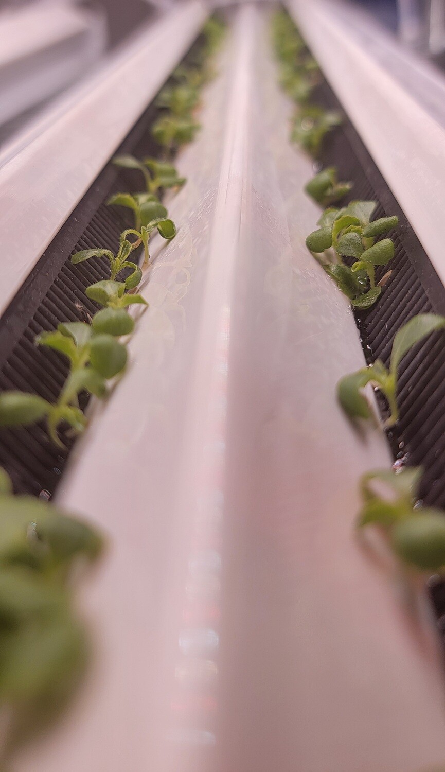 SILICONE SUBSTRATE™ - NFT covers by KAPPA AgTech™