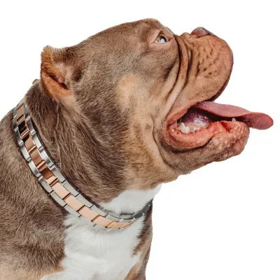 Clam Diver: Two Tone Rose Gold