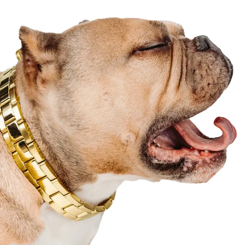 Clam Diver: Full Gold