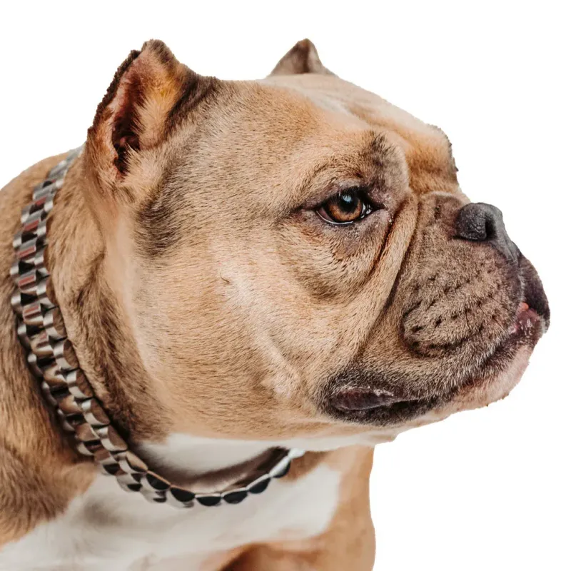 DeadPrez: White Gold