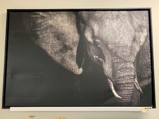 Elephant Canvas Wall Art