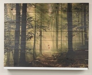 Early Morning Sun In Misty Forest On Wood 36&quot; x 46&quot;