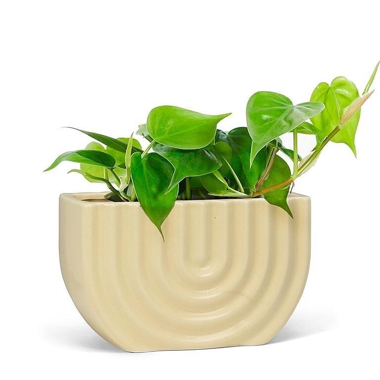 Ridged Rectangle Planter