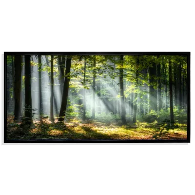 &quot;Sunny Morning Magic Forest III&quot; by Millwood Pines