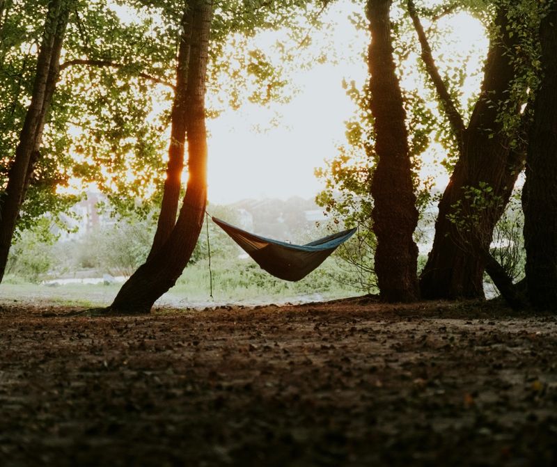 Träumen unter Bäumen-Waldbaden für Zwei   Freitag, den 29.05.2026