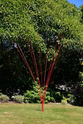 Windsticks 10 x 2m Red
Kinetic Wind Sculpture &amp; Bird Feeder