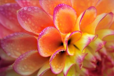 MACRO &amp; FLOWER