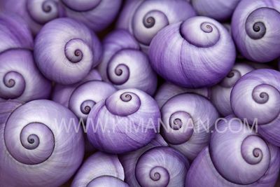 Purple Janthina Shells
