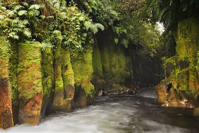 NEW ZEALAND