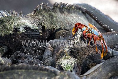 Sally Light Foot cleaning Marine Iguana