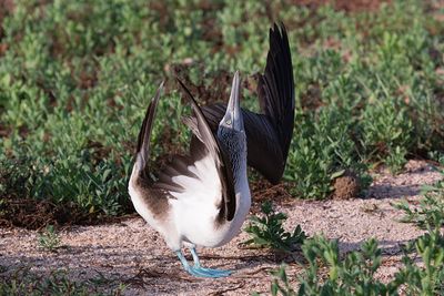 GALAPAGOS ISLANDS