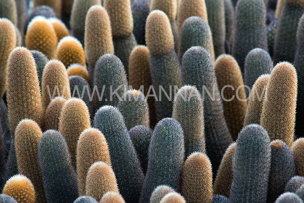 Fernandina Lava Cactus