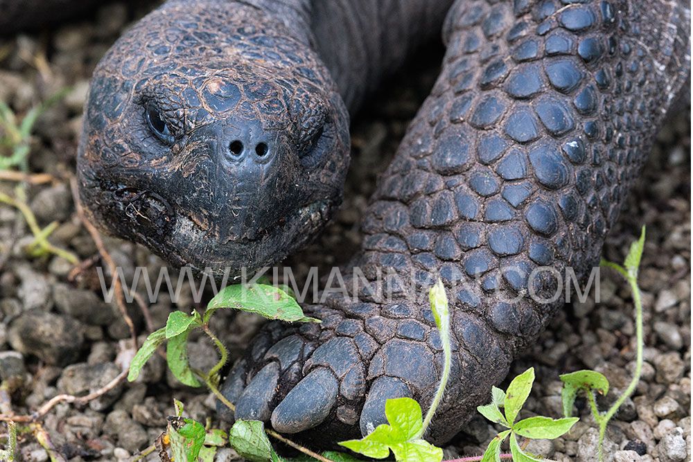 Galapagos Tortoise