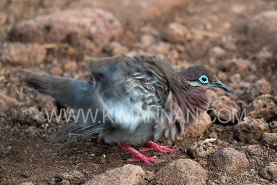Galapagos Dove Shaking
