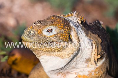 Land Iguana Sunning