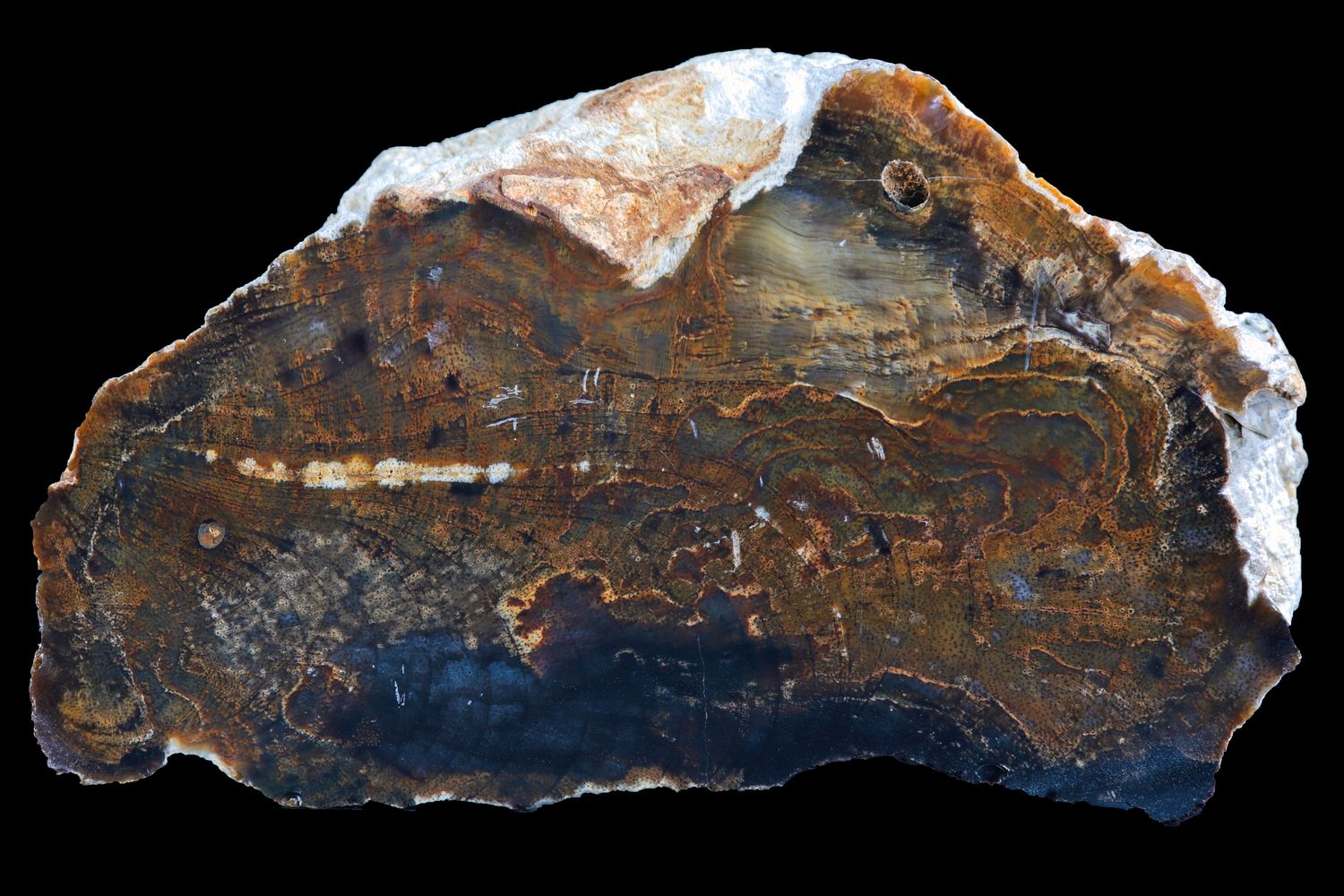 Petrified Wood limb section.  Rare