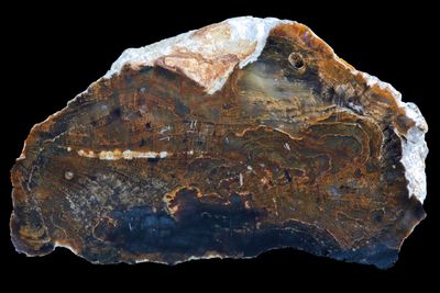Petrified Wood limb section.  Rare
