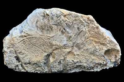Petrified Wood limb section.  Rare