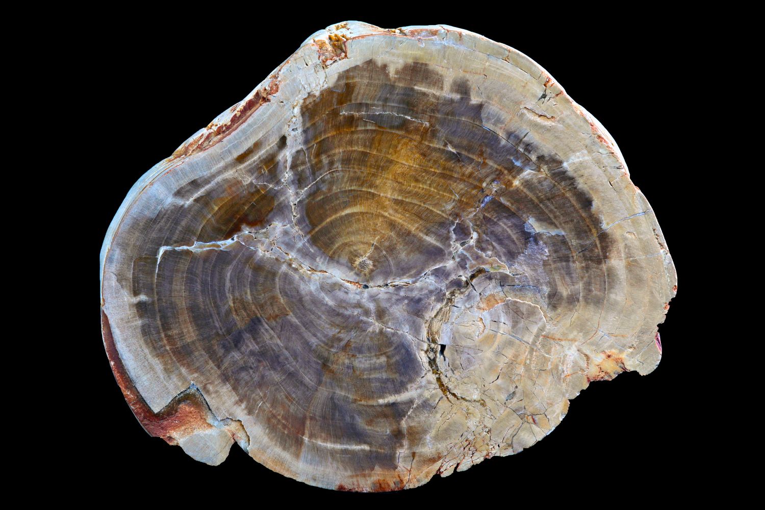 Petrified Wood, Full limb section