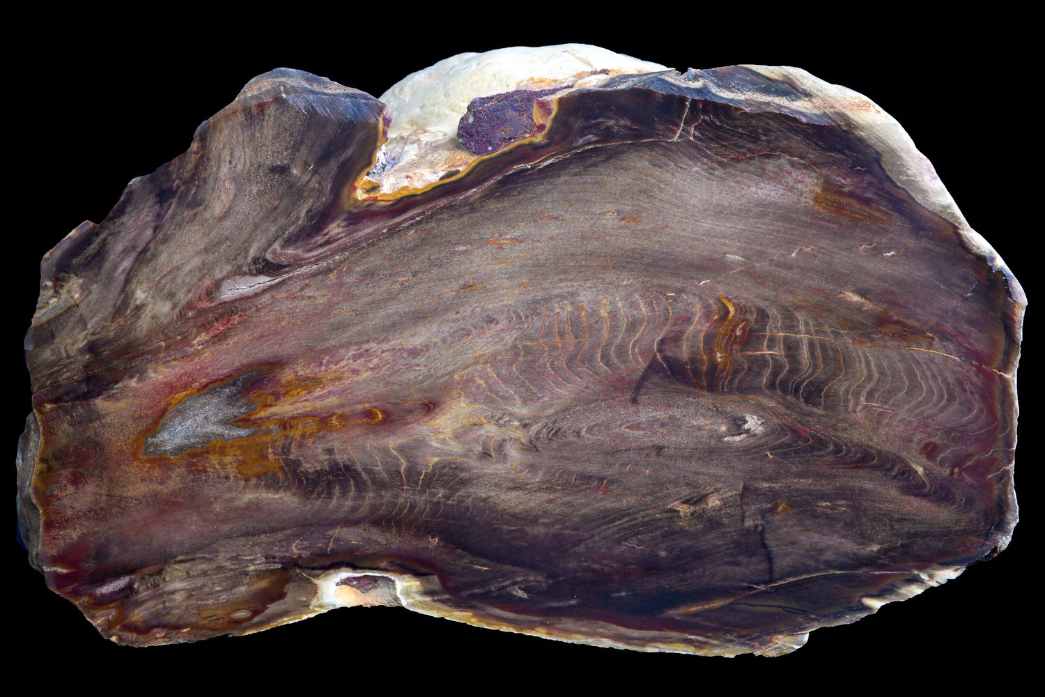 Petrified Wood, Chinchilla (large 1.8 kg)