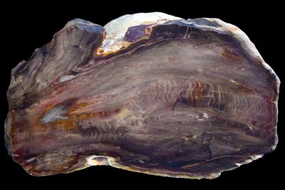Petrified Wood, Chinchilla (large 1.8 kg)